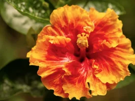 El propósito de Dios al comunicarse