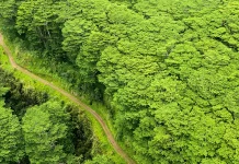 David: Una imagen de la soberanía de Dios