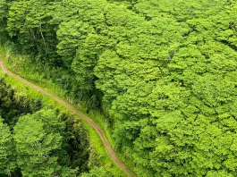 David: Una imagen de la soberanía de Dios