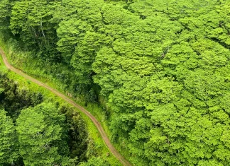 David: Una imagen de la soberanía de Dios