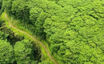 David: Una imagen de la soberanía de Dios