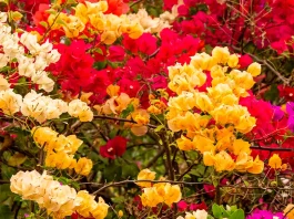 La paciencia de Dios