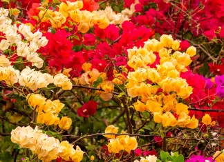 La paciencia de Dios