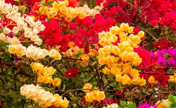 La paciencia de Dios