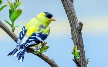 ¿A dónde acudir en busca de consejo?
