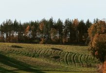 La libertad que Dios da