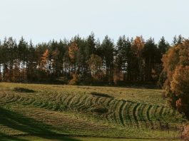 La libertad que Dios da