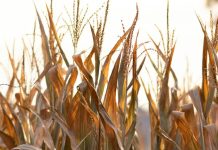 Un sentido de la justicia de Dios