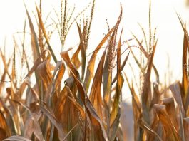 Un sentido de la justicia de Dios