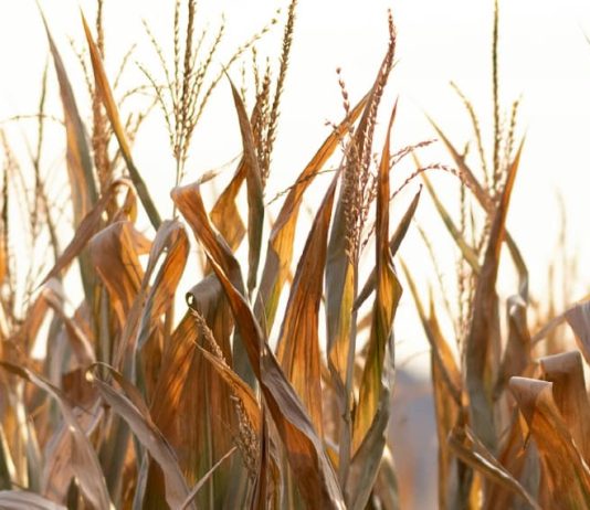 Un sentido de la justicia de Dios