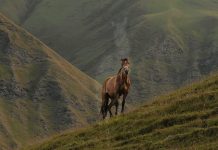 No avergonzarse de Jesús