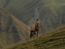No avergonzarse de Jesús