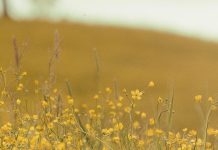 Guardar los pensamientos en Cristo