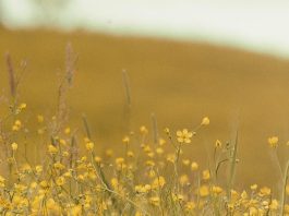 Guardar los pensamientos en Cristo
