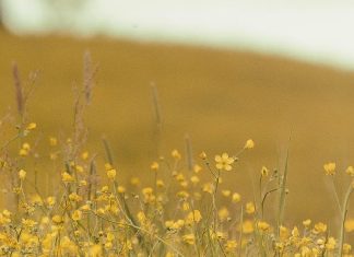 Guardar los pensamientos en Cristo