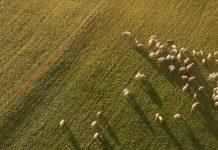 El tierno cuidado de Dios