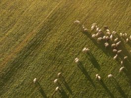 El tierno cuidado de Dios