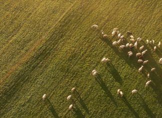 El tierno cuidado de Dios