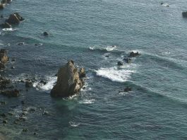 De megalodones y leviatanes