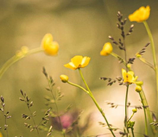 La dulzura de la Palabra de Dios