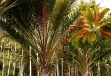 La disciplina espiritual del ayuno