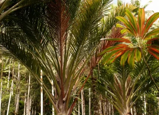 La disciplina espiritual del ayuno