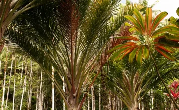 La disciplina espiritual del ayuno