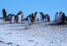 Su perspectiva en la oración