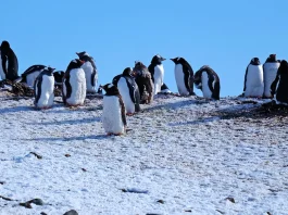 Su perspectiva en la oración