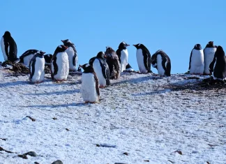 Su perspectiva en la oración