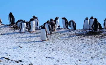 Su perspectiva en la oración