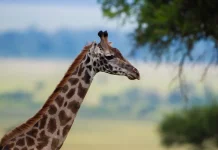 Cristo: Nuestra clave para el contentamiento