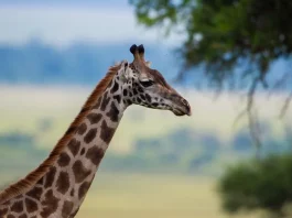 Cristo: Nuestra clave para el contentamiento