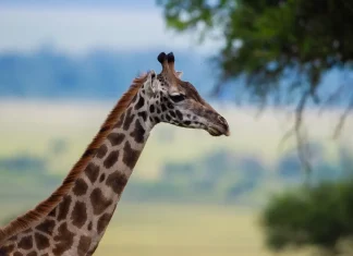 Cristo: Nuestra clave para el contentamiento