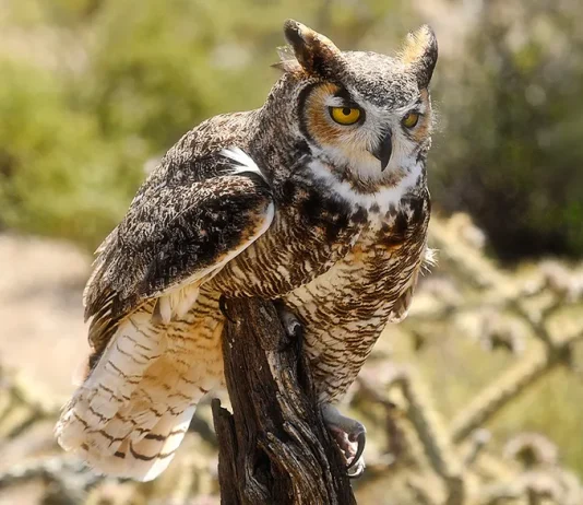 La vida cristiana: ¿Qué es?