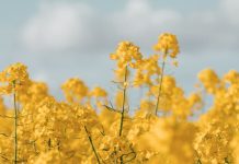 El poder de resurrección de Cristo