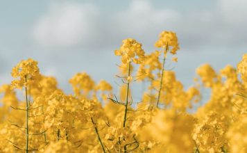 El poder de resurrección de Cristo