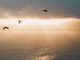 Un Salvador migrante