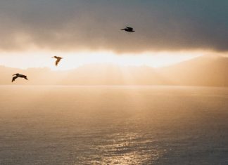 Un Salvador migrante