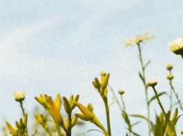 Empatía en el dolor