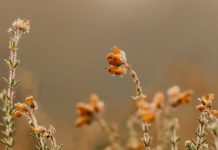 Oración del desesperado