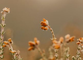 Oración del desesperado