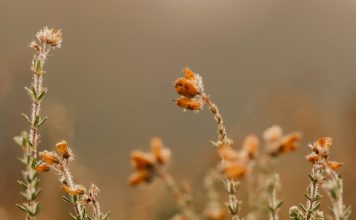 Oración del desesperado
