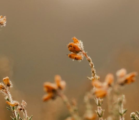 Oración del desesperado