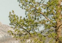 Una postura de oración