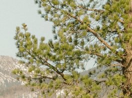 Una postura de oración