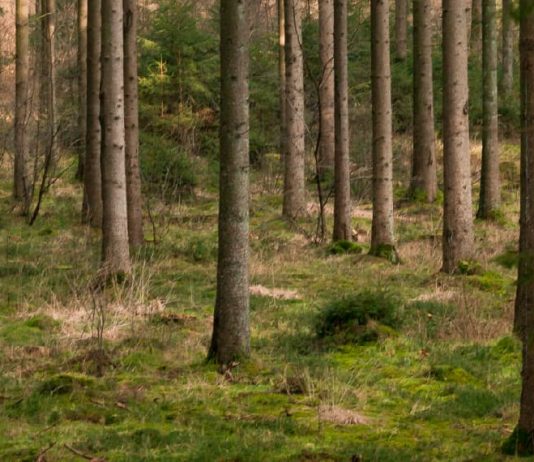 Fortalecerse en Dios