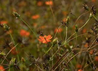 Reutilizado por Dios