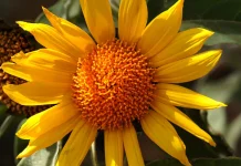 Para ver a Dios en acción