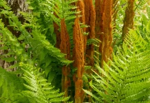 Las promesas de Dios